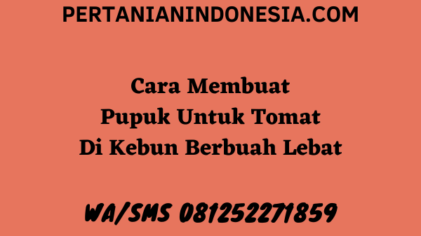 Cara Membuat Pupuk Untuk Tomat Di Kebun Berbuah Lebat